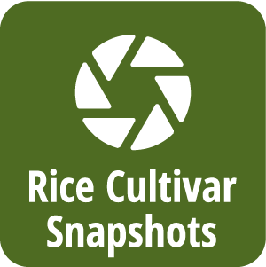 Rice Cultivar Snapshots